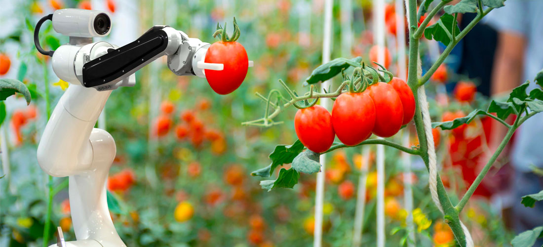 роботизированная теплица. роботизированные системы в сельском хозяйстве. роботы в сельском хозяйстве. робот паук prospero. роботы в сельском хозяйстве.